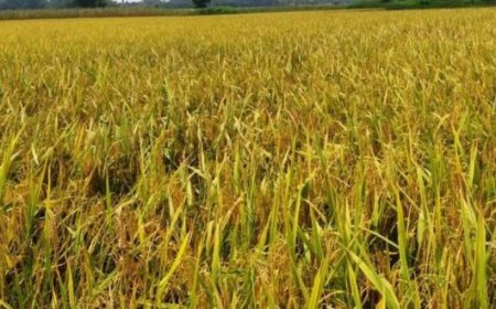 চলতি বছর চাঁদপুরে বোরোর উৎপাদন লক্ষ্যমাত্রা ২ লাখ ৯০ হাজার মে. টন চাল