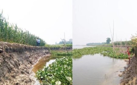মতলবে হাজার একর ফসলি জমি হুমকির মুখে