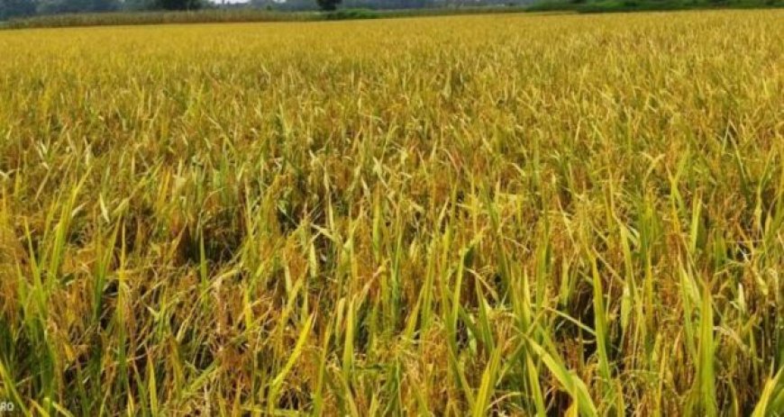 চলতি বছর চাঁদপুরে বোরোর উৎপাদন লক্ষ্যমাত্রা ২ লাখ ৯০ হাজার মে. টন চাল