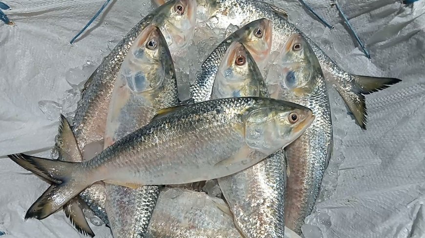 ইলিশ কিনতে গিয়ে খালি হাতে ফিরছেন ক্রেতারা